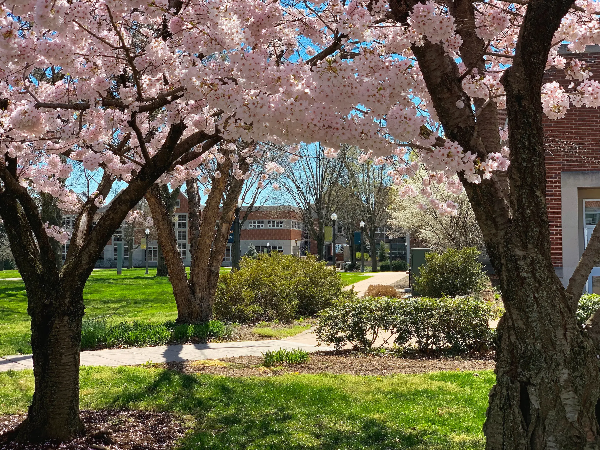 Spring colors bloom on LVC campus quad.