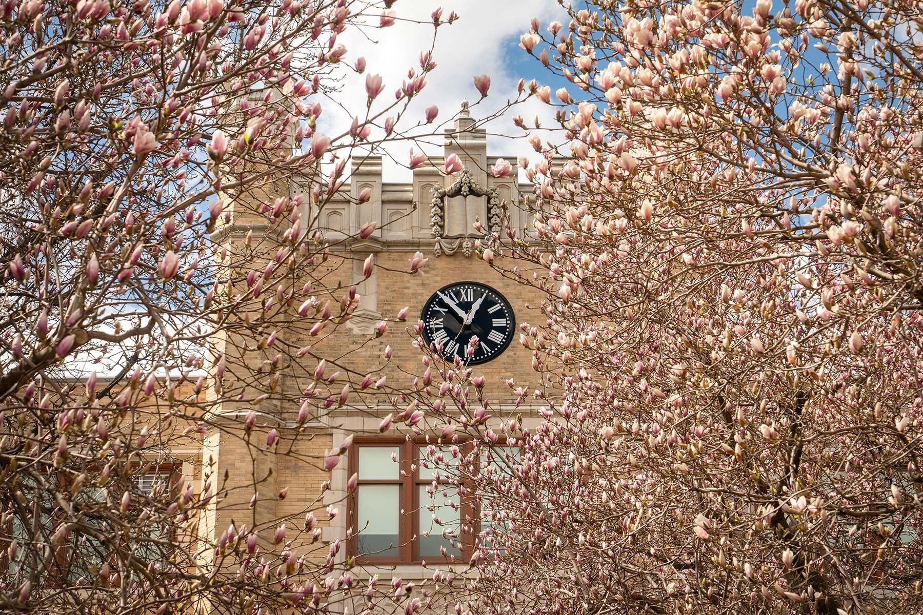 Clock tower with blooming tree.