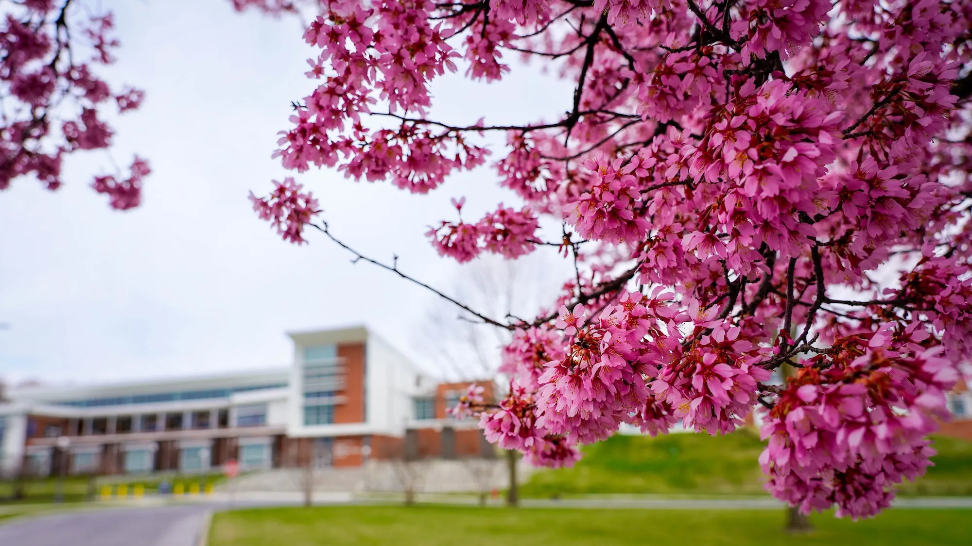 Spring bloom on LVC campus