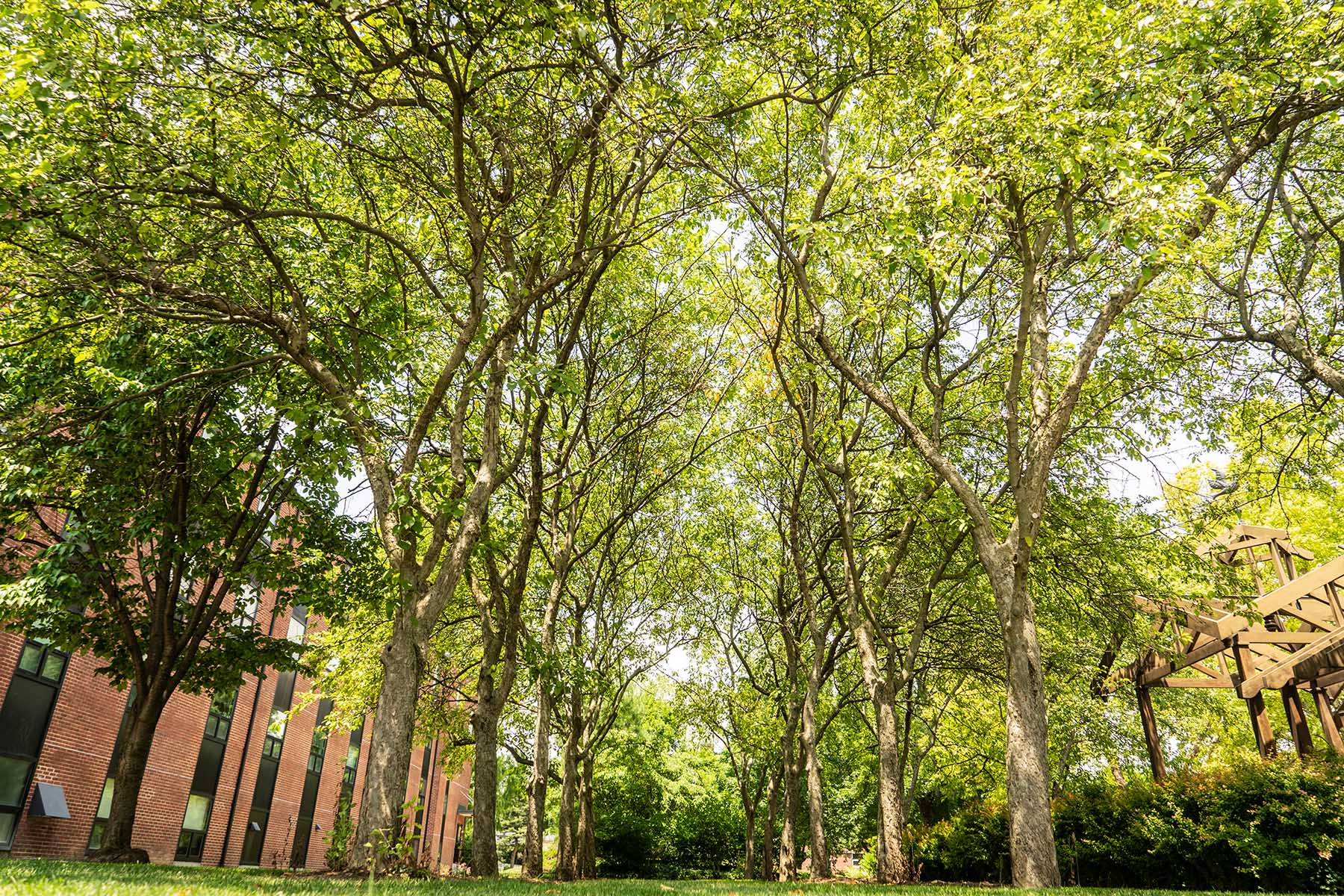 Landscape of beautiful trees on campus.
