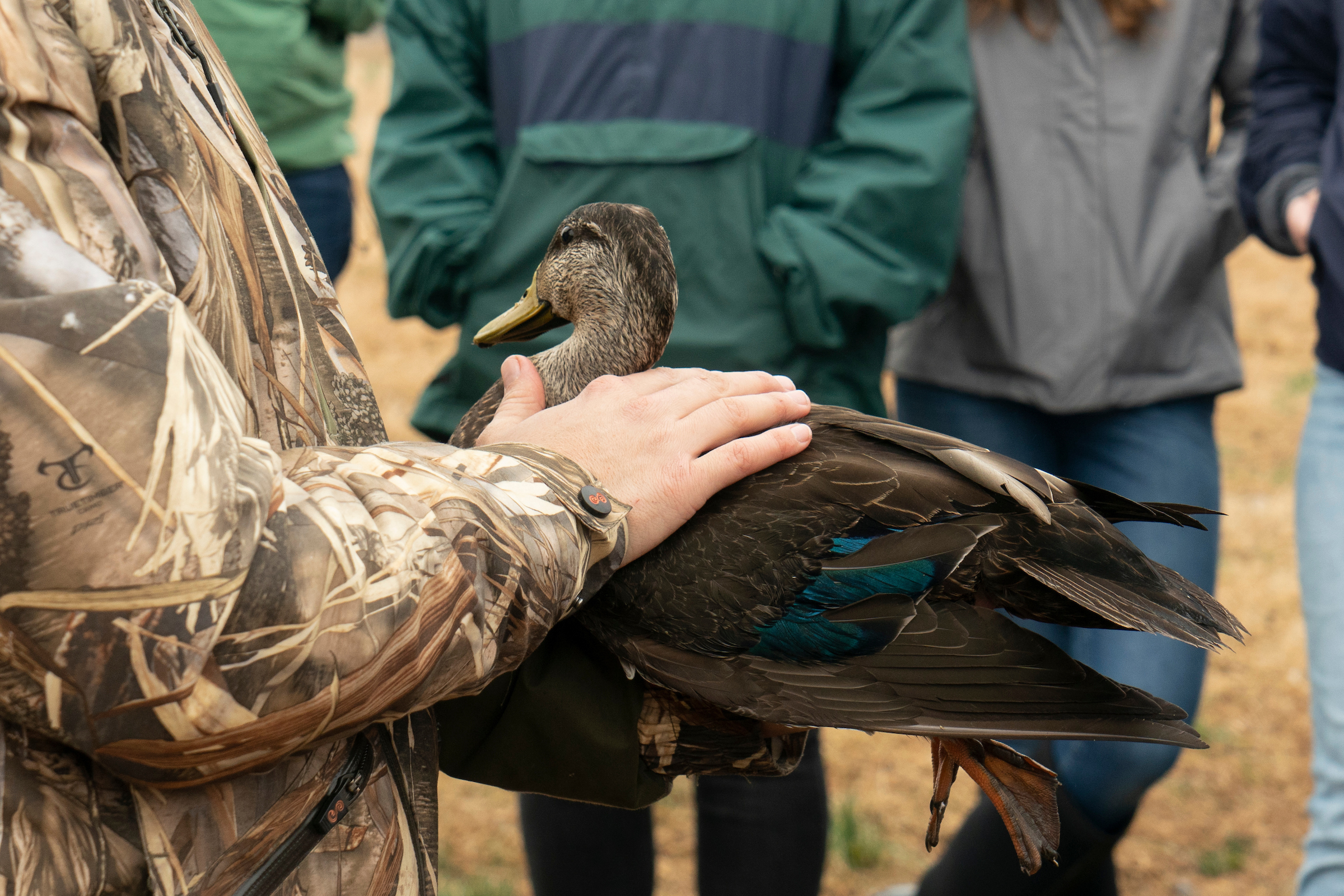 Person holds duck during conservation biology class