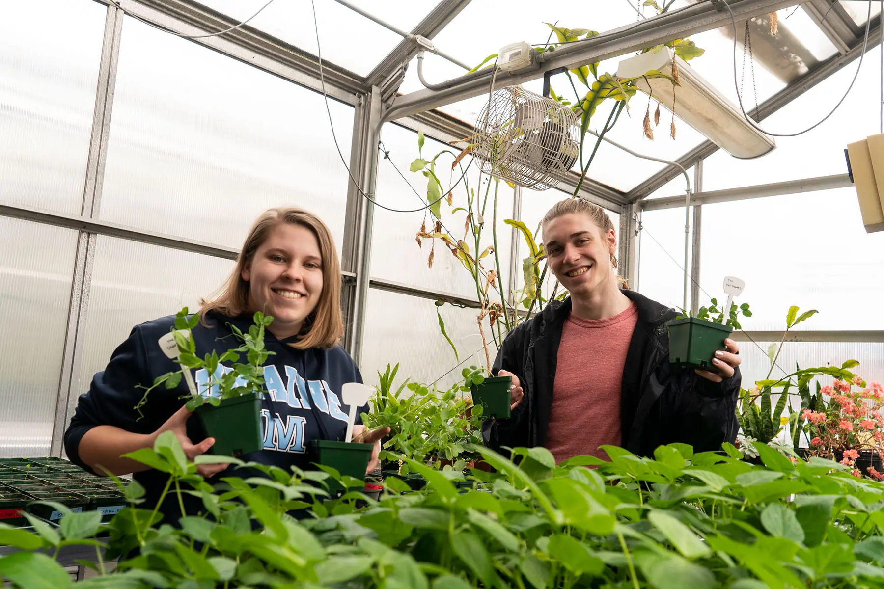 Students working in greenhouse