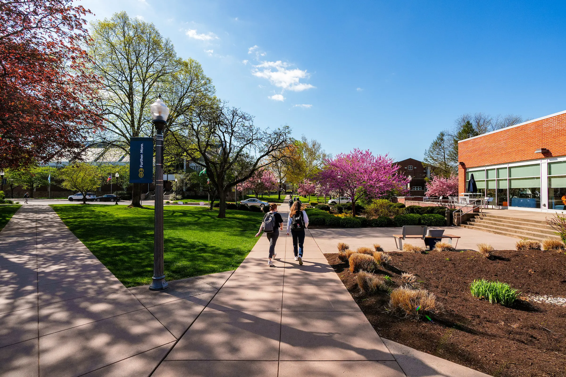 Students walk on campus with spring trees in bloom