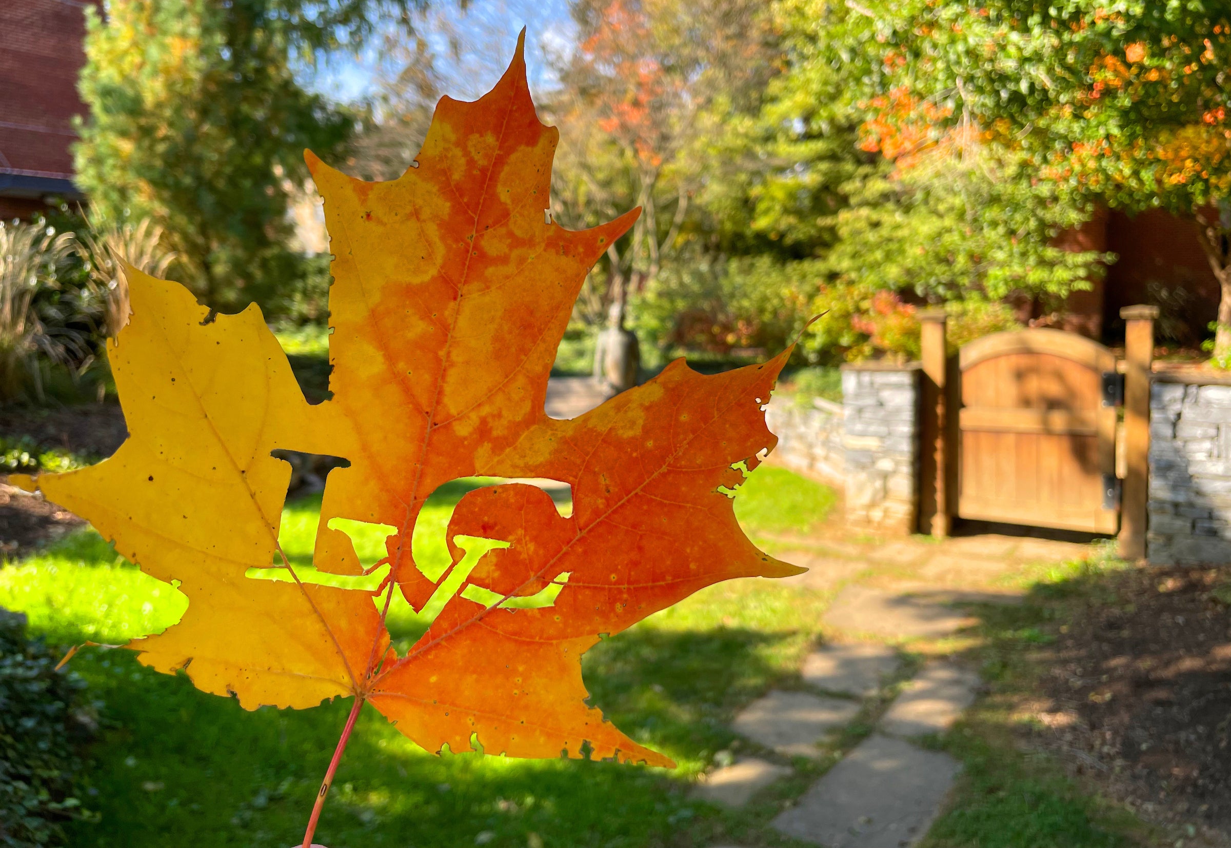 Fall leaf in Peace Garden with LVC letters