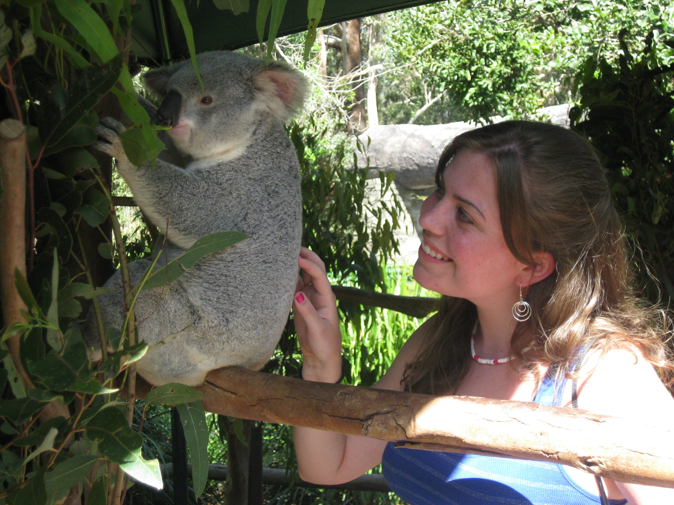 LVC student poses with koala bear in Australia