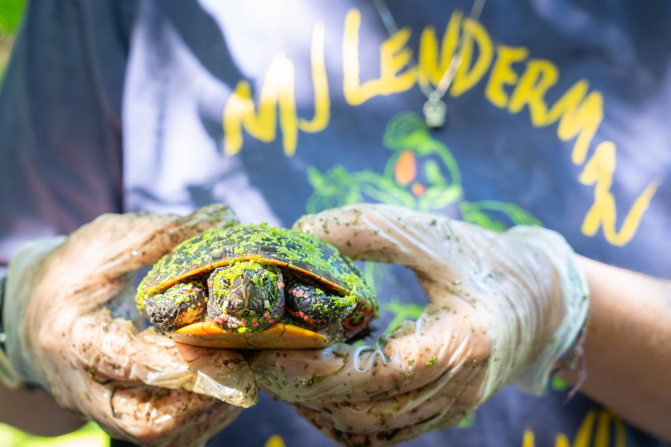 LVC students study turtles in Kreiderheim Pond