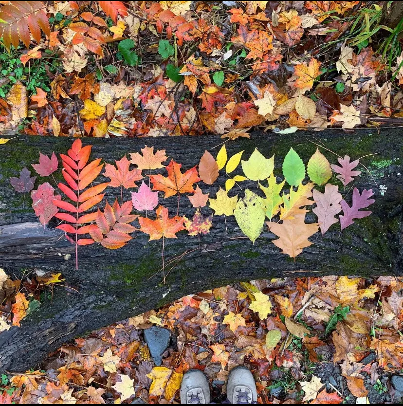 fall leaves arranged on tree trunk