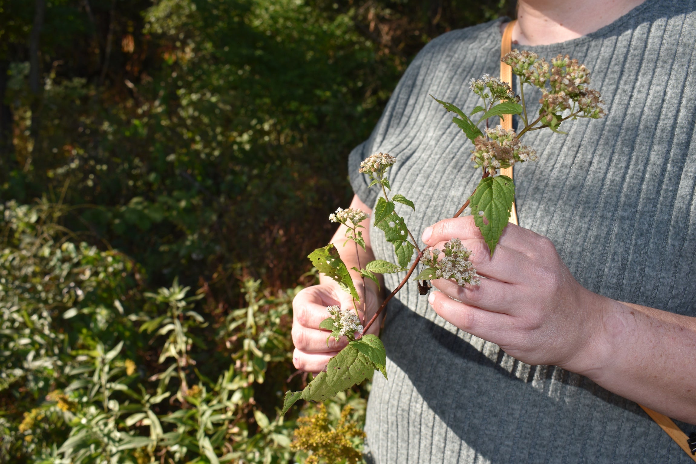 Person holds plant at Wood Thrush Research Preserve