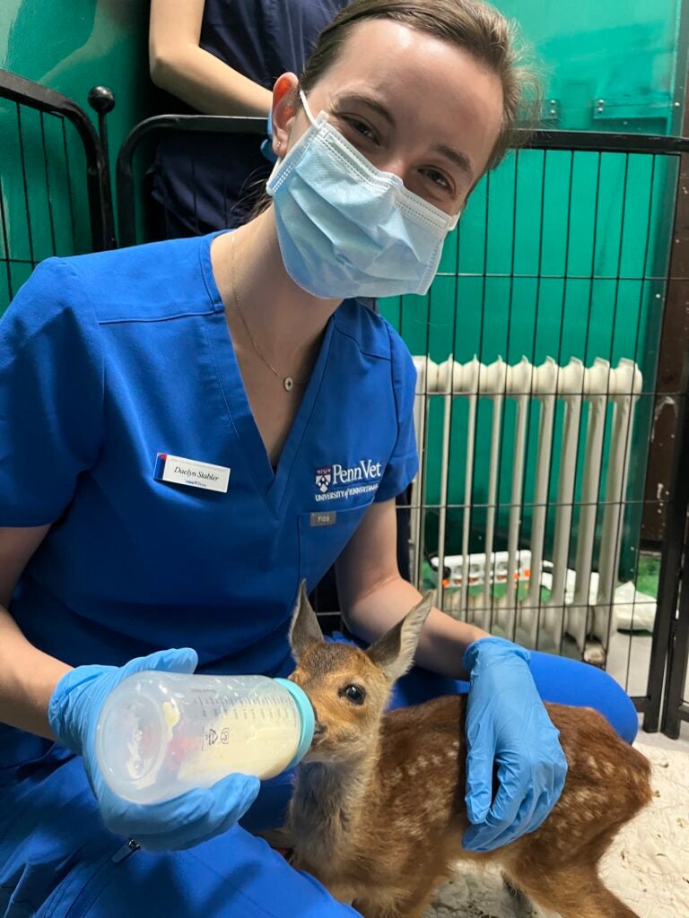 Daelyn Stabler ’23 feeds baby deer from bottle