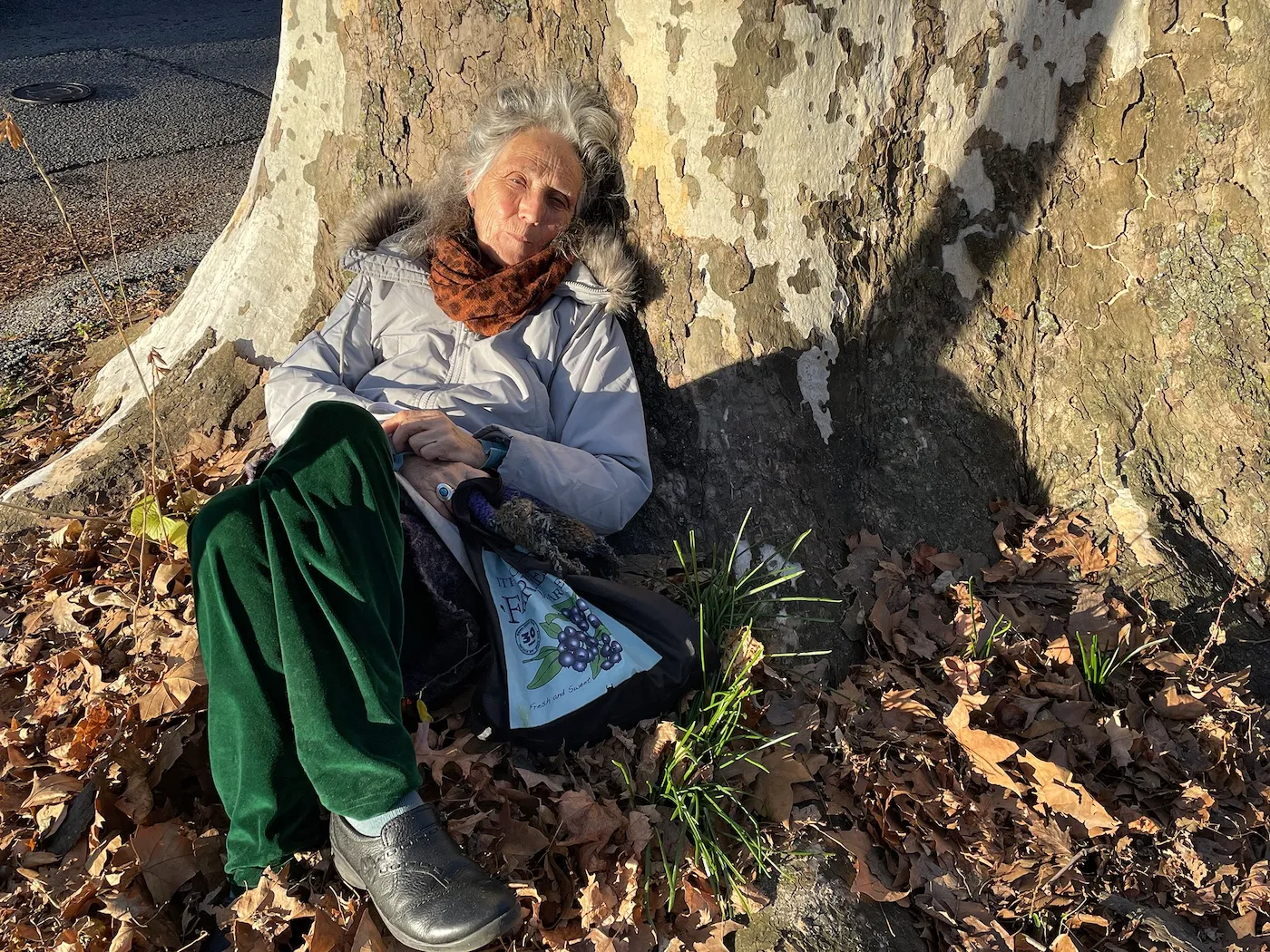 Dagmar Farewell Sycamore (London Plane) by Sarah Kaufman