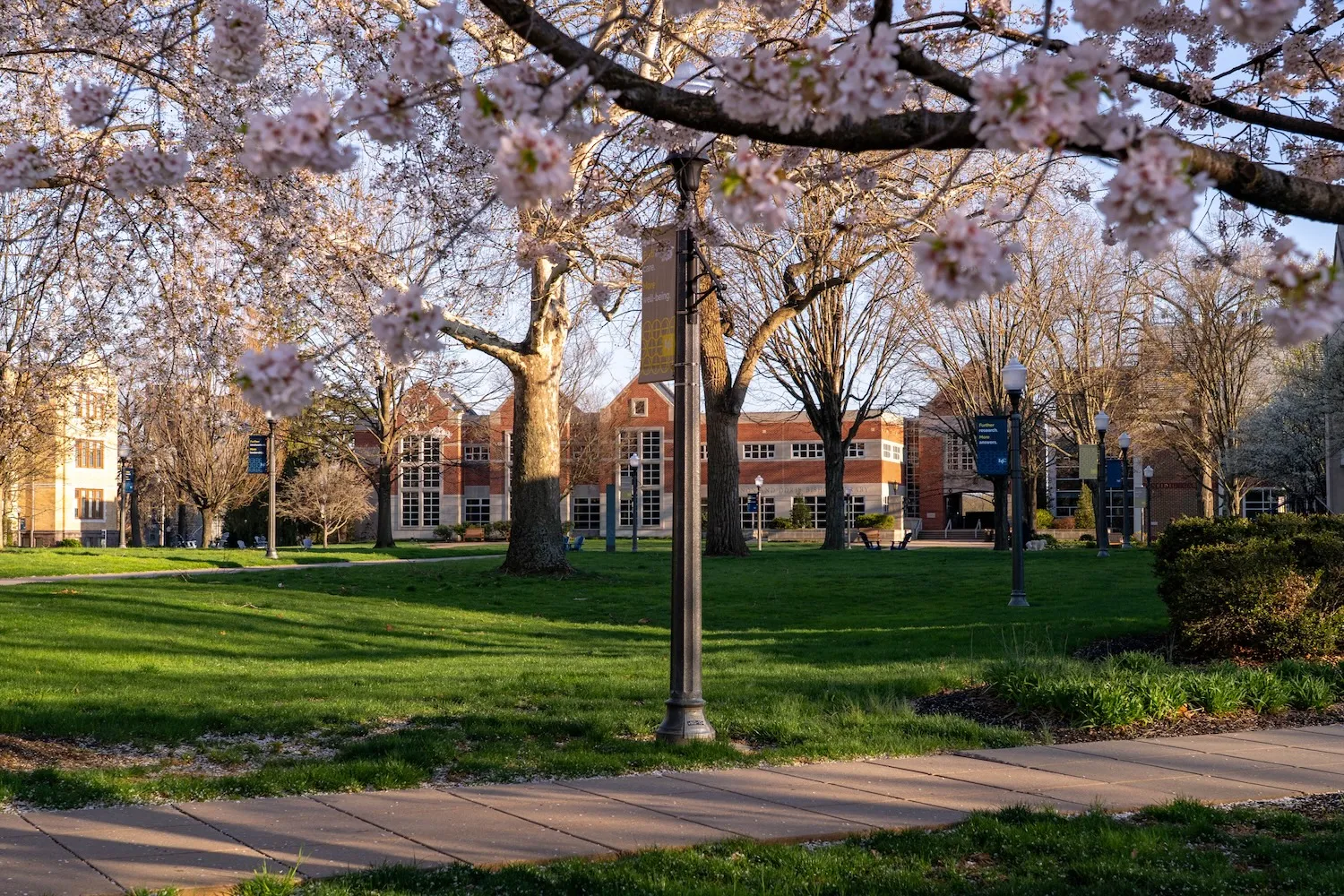 LVC academic quad in spring at sunset